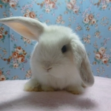 ロップイヤーラビット　フロスティ