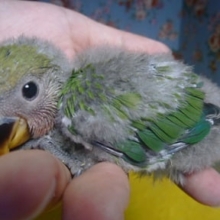 コザクラインコ　ノーマル　ヒナ