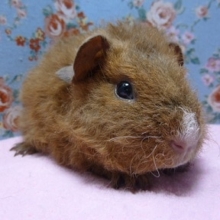 モルモット　テディの男の子