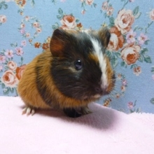 モルモット　イングリッシュの女の子