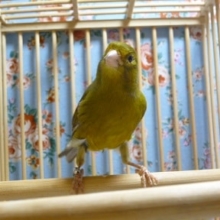 ﾛｰﾗｰカナリア　オス