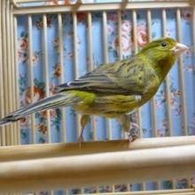 カナリア・ローラー