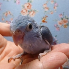 手乗りマメルリハ　コバルト　女の子