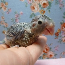 手乗りマメルリハ　ダークグリーン