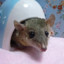 ピグミーオポッサム