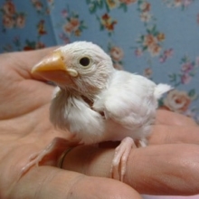 ブンチョウ・白