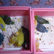 マメルリハいっぱい来ました♪