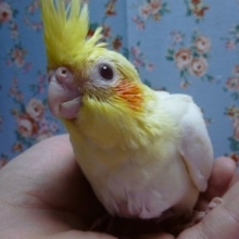 手乗りヒナ　オカメインコ　ルチノー