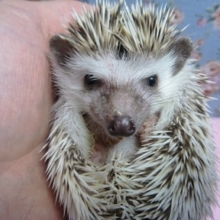 ハリネズミ　女の子