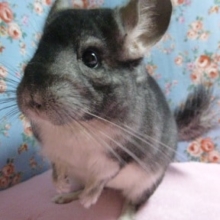 チンチラ　ノーマルグレー　男の子