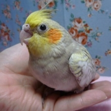 手乗りヒナ　オカメインコ　シナモンパール