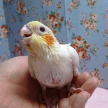 手乗りオカメインコ　ルチノー