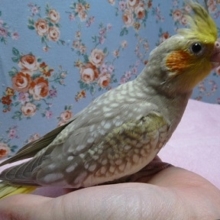 オカメインコ・シナモンパール