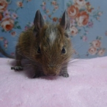 ３月２６日　デグー　ノーマル　女の子