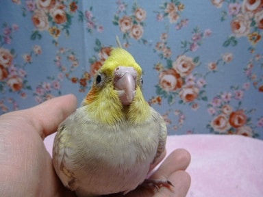 オカメインコ