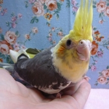 手乗りオカメインコ　パイド