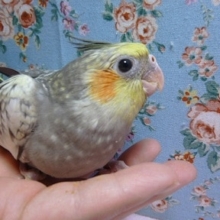手乗りオカメインコ　ヒナ　パール