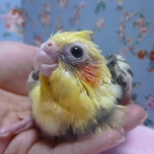 オカメインコ　パイドのヒナ！