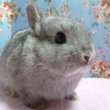 ドワーフラビット　チンチラの男の子