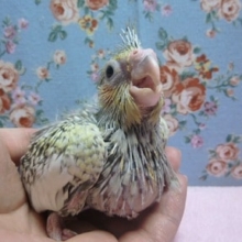 オカメインコ　パールのヒナ！