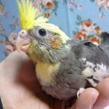 手乗りオカメインコ　ヒナ　ノーマル