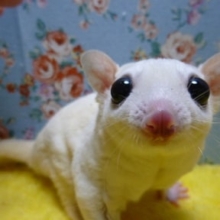 フクロモモンガ　リューシスティック　男の子