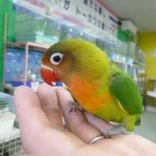 キエリボタンインコ