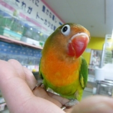 手乗りキエリボタンインコ