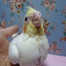 オカメインコ　ルチノーのヒナ！
