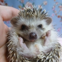 3月25日　ハリネズミ　ノーマル　女の子