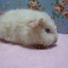 テディモルモット　アルビノの女の子