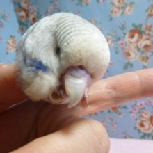 べたなれジャンボセキセイインコ