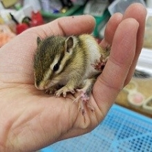 春の風物詩　～シマリス～