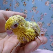 マメルリハのヒナ　アメリカンイエローヘビーパイドファローの男の子