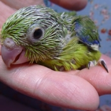 マメルリハのヒナ　ノーマルの男の子