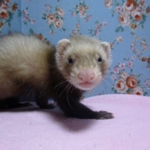 パスバレーフェレット　バタースコッチの女の子