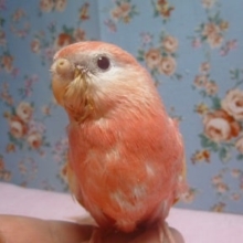 アキクサインコのヒナ　ルビノー