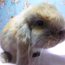 ロップイヤーラビット　トータスの男の子