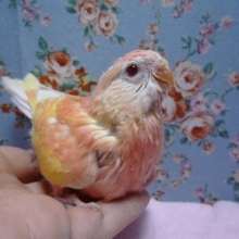 アキクサインコのヒナ　ルビノー♪