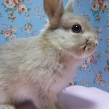 ミニウサギ　オパール系の男の子