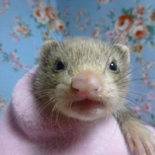 パスバレーフェレット　シルバーミットの女の子