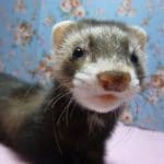 パスバレーフェレット　セーブルの男の子！