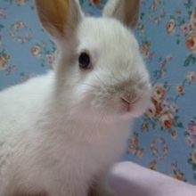 ミニウサギ　グレー系の男の子