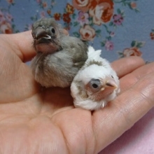 手乗り十姉妹　ヒナ