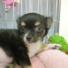 ロングチワワ　ブラックタン＆ホワイトの女の子