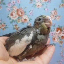 オカメインコのヒナ　ノーマル