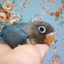 ボタンインコ・コバルト