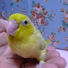 マメルリハのヒナ　イエローパステルミスティーの男の子