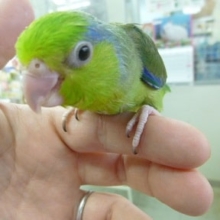 マメルリハ・ノーマル