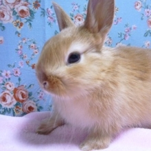 ミニウサギ　オレンジ系の男の子